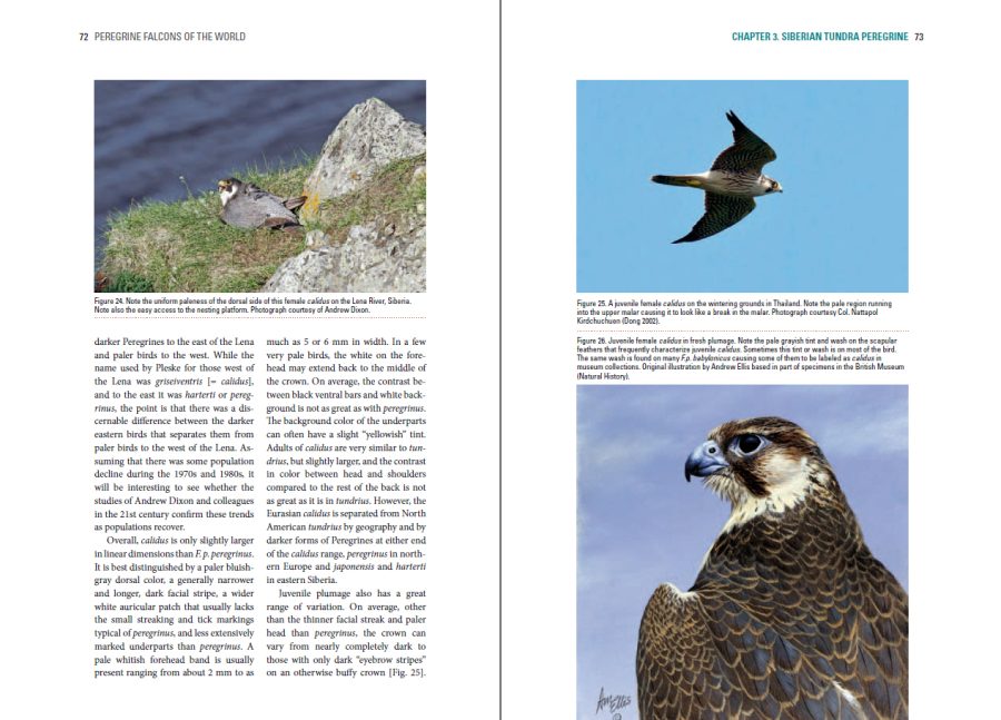 Peregrine Falcons of the World sample page